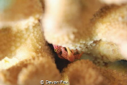 The Coral Guard Crabs (Trapezia flavopunctata) spend most... by Devon Fox 